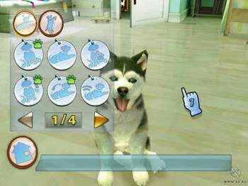 Pet sport