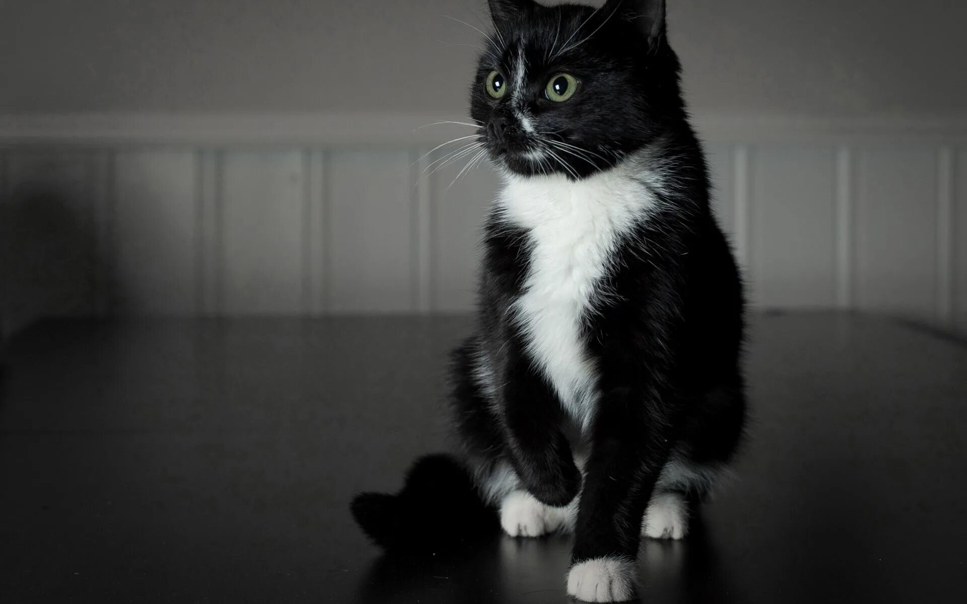 Котенок черно-белый. Черная кошка с белыми лапками. Чёрный кот. Черно белый кот. Котята с белыми лапками