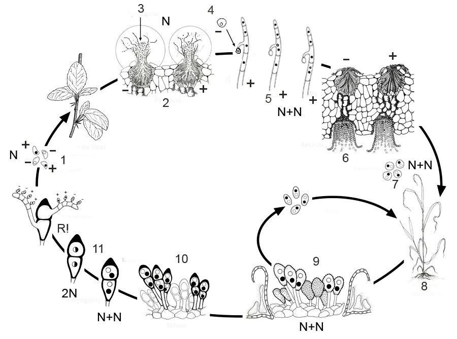 Ржавчинные грибы жизненный цикл. Цикл развития ржавчинные. Цикл развития ржавчинных грибов. Цикл Puccinia graminis.