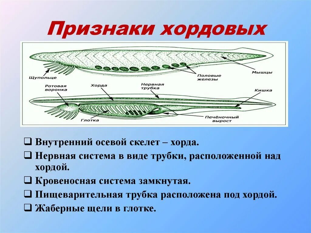 Схема внутреннего строения ланцетника рис 108. Признаки хордовых. Признаки типа Хордовые. Признаки характерные ходовых.