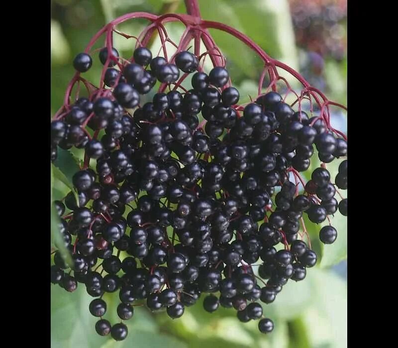 American elderberry. Бузина блэк бьюти. Бузина хашберг. Можно есть ягоды бузины. Можно есть ягоды бузины.