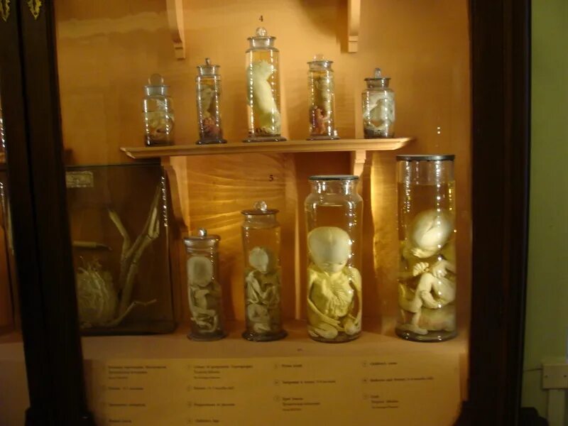 Музей редкостей сканворд