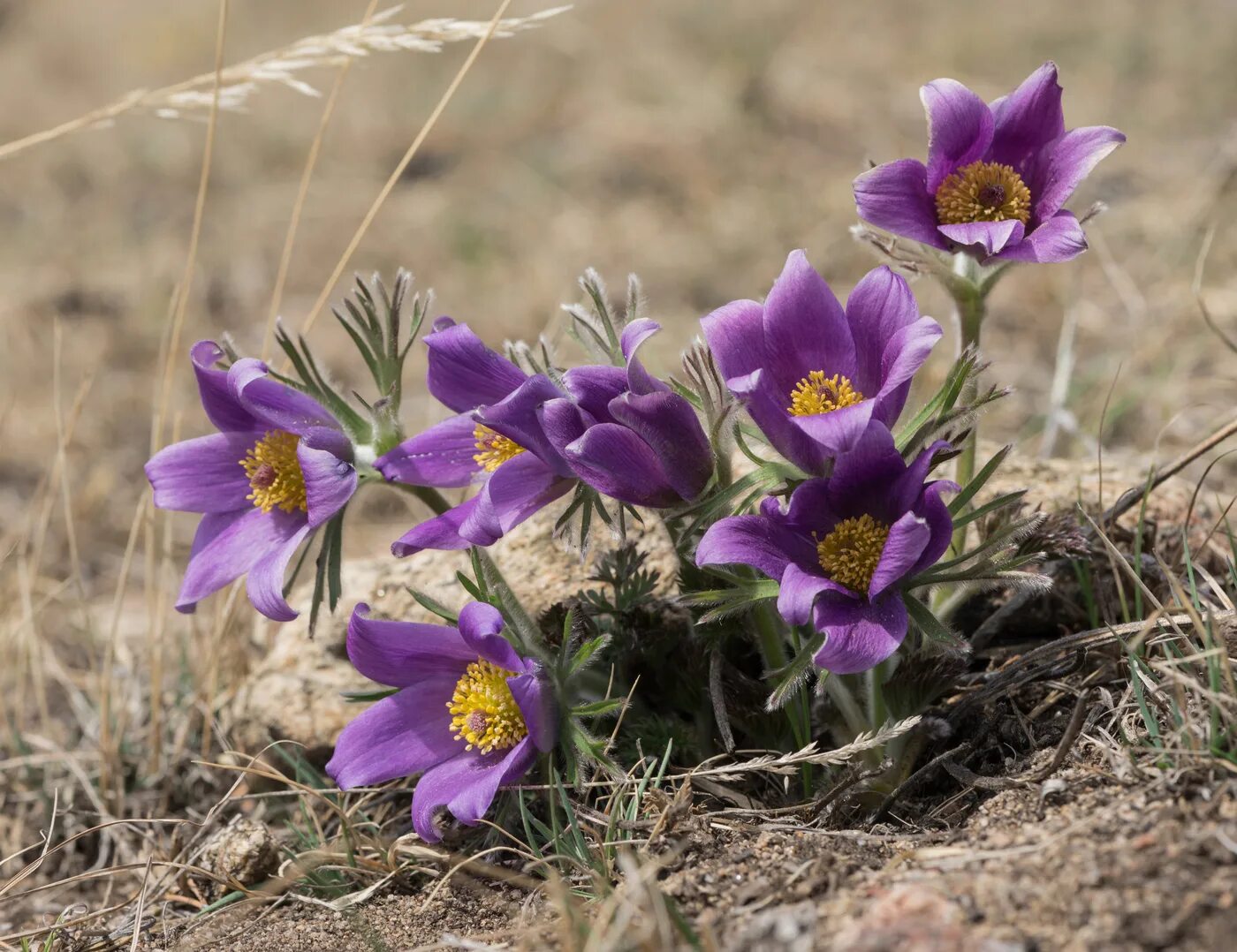 Пострел цветы. Прострел Луговой Pulsatilla pratensis. Прострел - сон трава. Pulsatilla pratensis (l.) Mill. - Прострел Луговой. Прострел Луговой (сон-трава)..