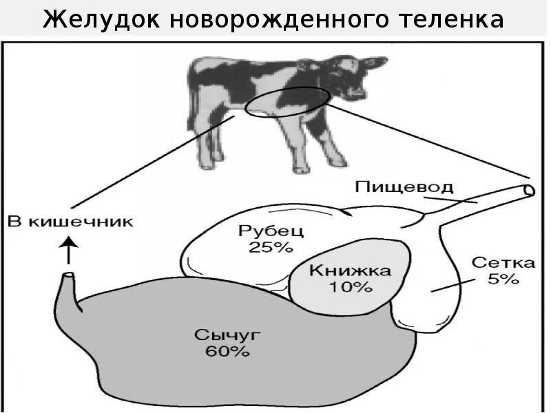 Не работает рубец