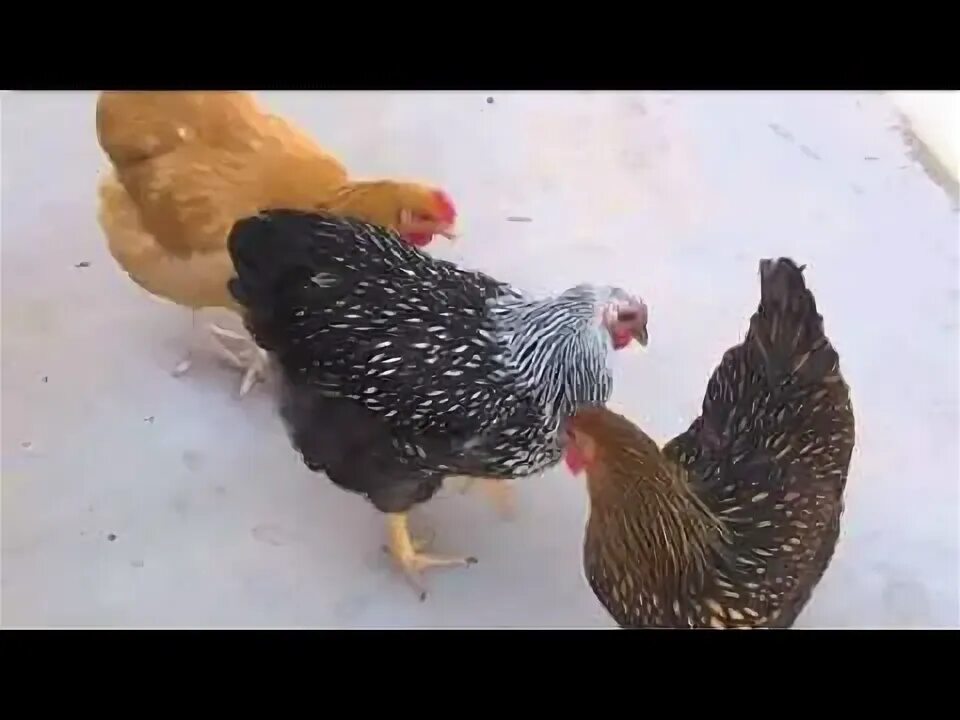 Курица и кошка. Племенные куры разведение видео. Курица в зеркале. Курицы в курятнике. Курица сурский фермер.