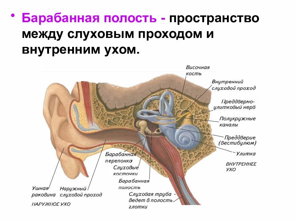 Названия внутреннего уха. Строение внутреннего уха орган слуха. Строение слухового анализатора человека анатомия. Рис 111 строение органа слуха. Слуховой аппарат строение анатомия.