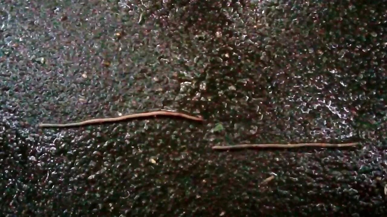 Почему червяки выползают после дождя. Червяки после дождя на асфальте.