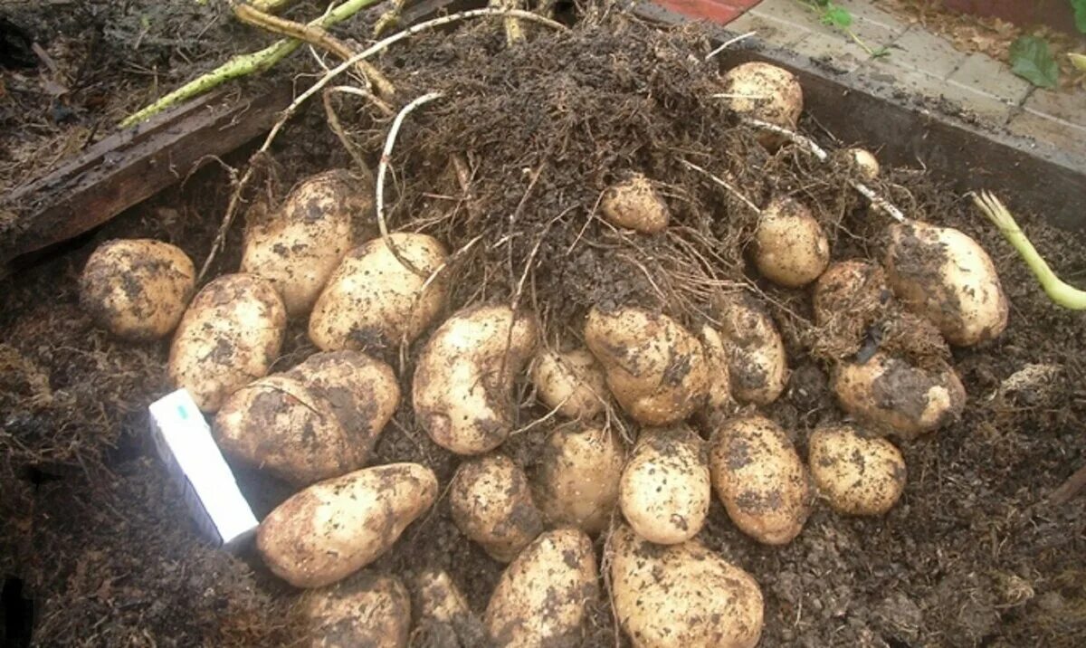 Почва урожай картофеля. Картофель на грядке. Клубень картофеля. Куст картошки. Клубни земли.