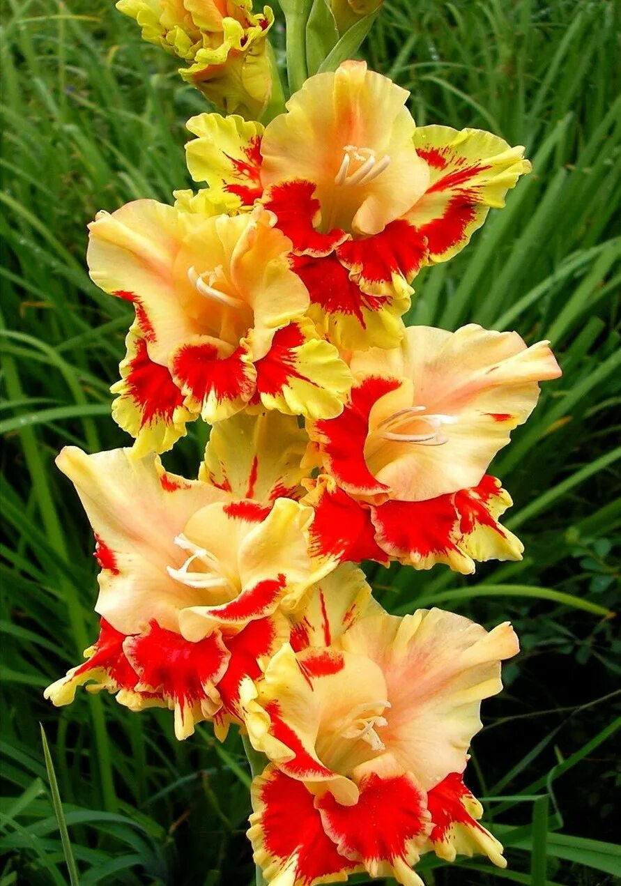 Гладиолус великая княжна елизавета. Гладиолус шоколадный заяц. Гладиолус юра шевчук. Гладиолус перпендикулярный мир. Гладиолус отечественный.