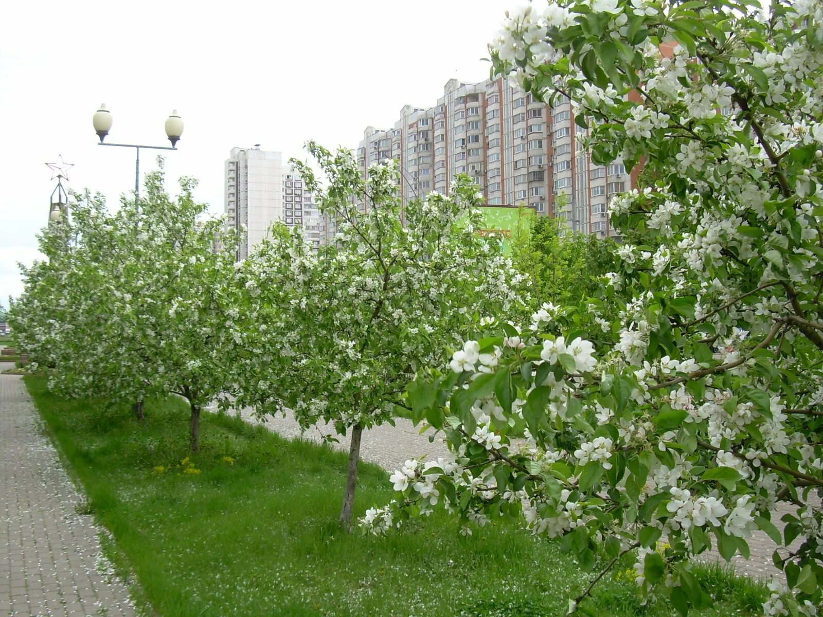 Плодовое парковая. Яблоневый сад Чертаново. Яблоневый сад Курск. Яблоневая аллея Зеленоград. Аллея яблони Подольск.