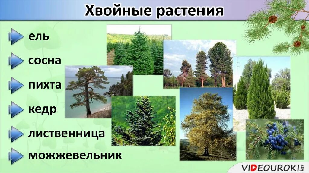 ель сосна кедровая сосна пихта лиственница. хвойных лесах растут пихта каштан кипарис тис. тис и лиственница. хвойных лесах растут пихта каштан кипарис тис. сциадопитис мутовчатый.