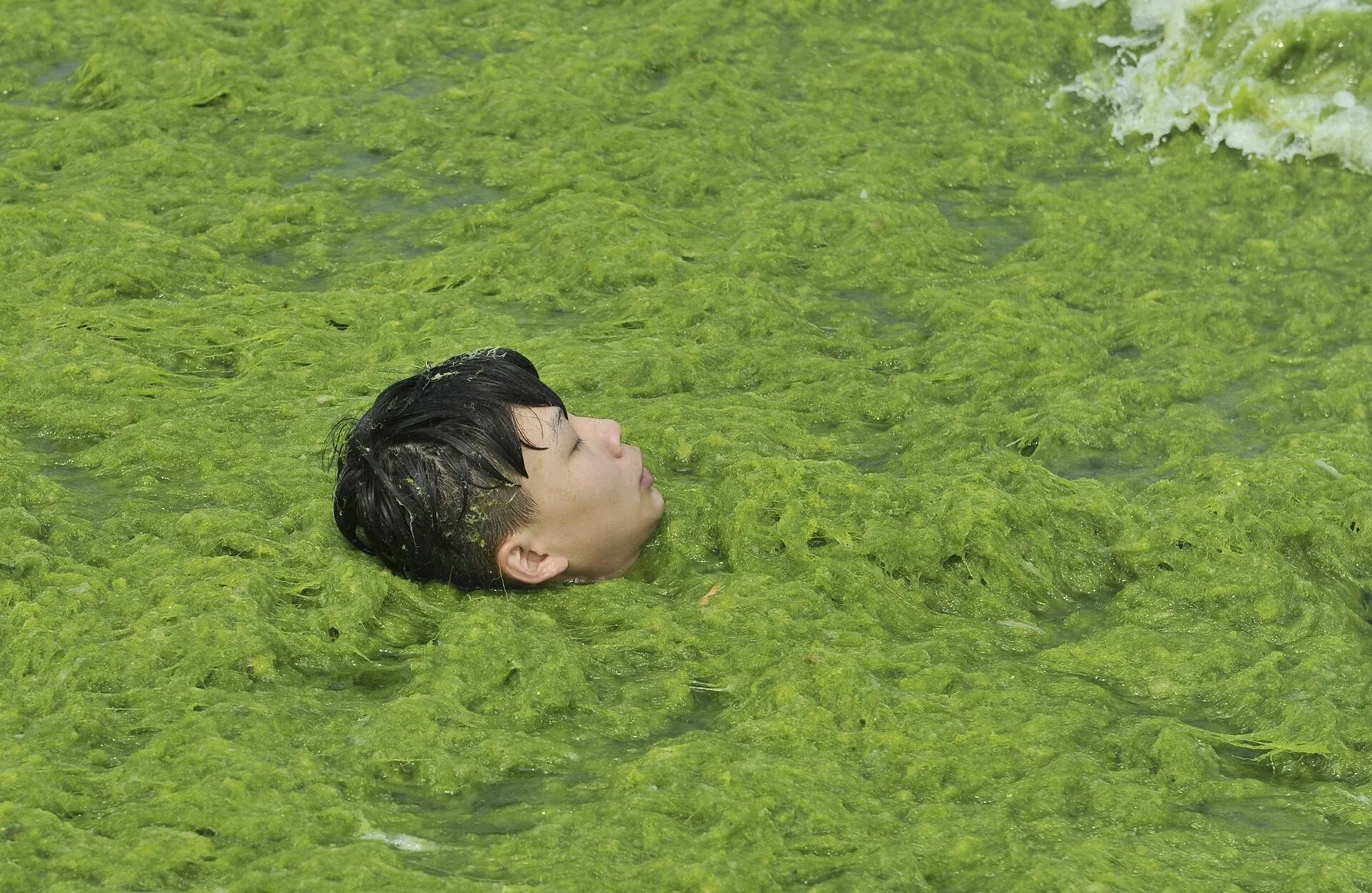 Плавающее болото. Человек в водорослях. Огромные водоросли.