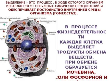Процессы в клетках организма