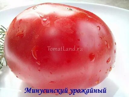Минусинские томаты описание характеристика