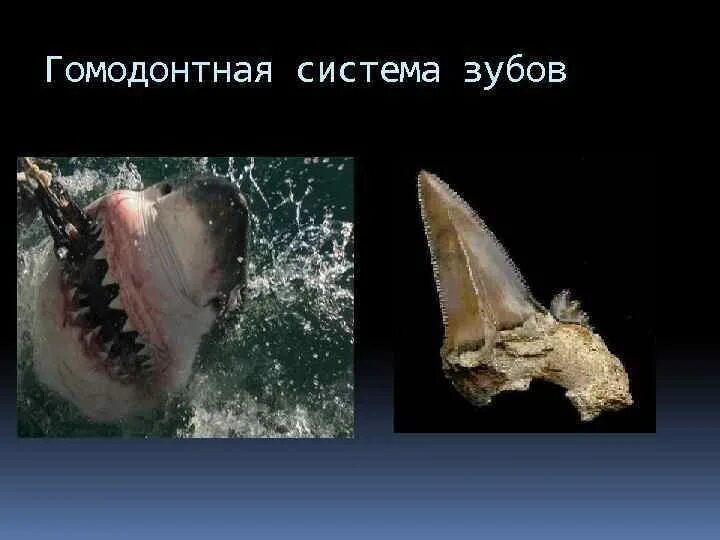 Гомо и гетеродонтная зубная система. Строение зубов млекопитающих. Череп дымчатого леопарда. Гомодонтная зубная система у пресмыкающихся. Происхождение зубов позвоночных.