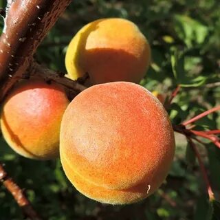 Саженцы абрикосов для подмосковья