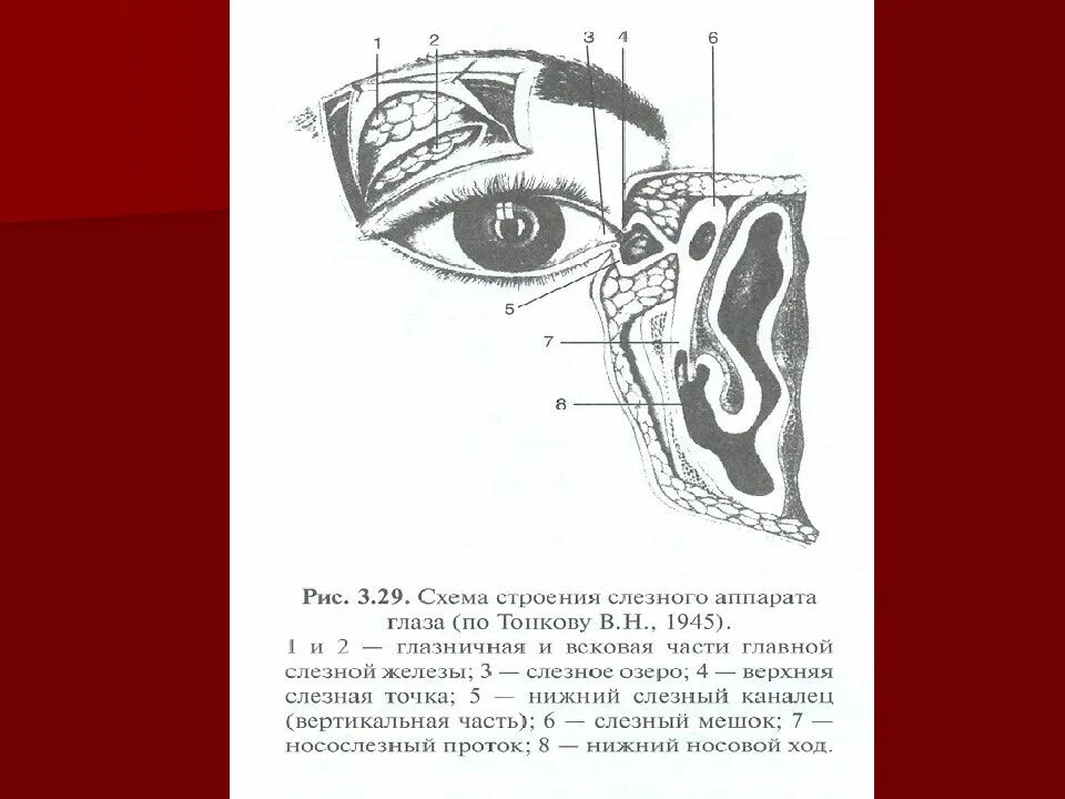 Слезная железа строение. Вспомогательный аппарат глаза слезный аппарат. Слёзная железа анатомия. Строение органа зрения слезная железа.