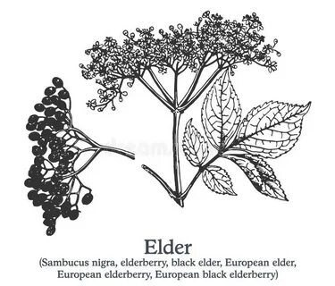 Elder plant