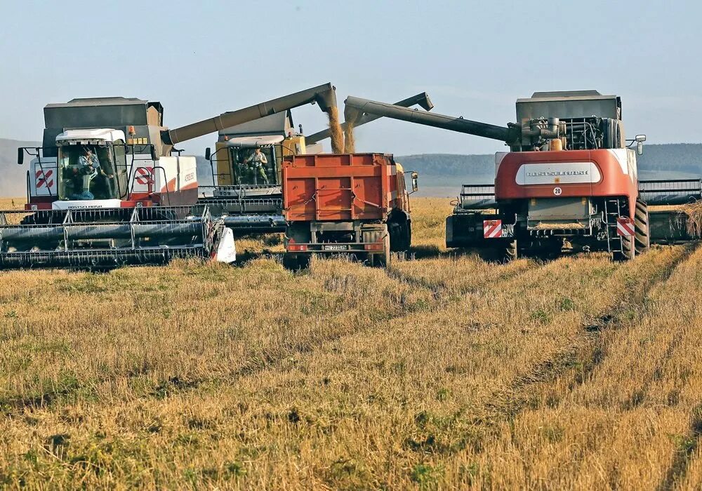 Уборка урожая в деревне. Центры производства зерноуборочных комбайнов:. Рсм т500 комбайн. Комбайн убирает зерно. На новом комбайне убрали зерно за 56.