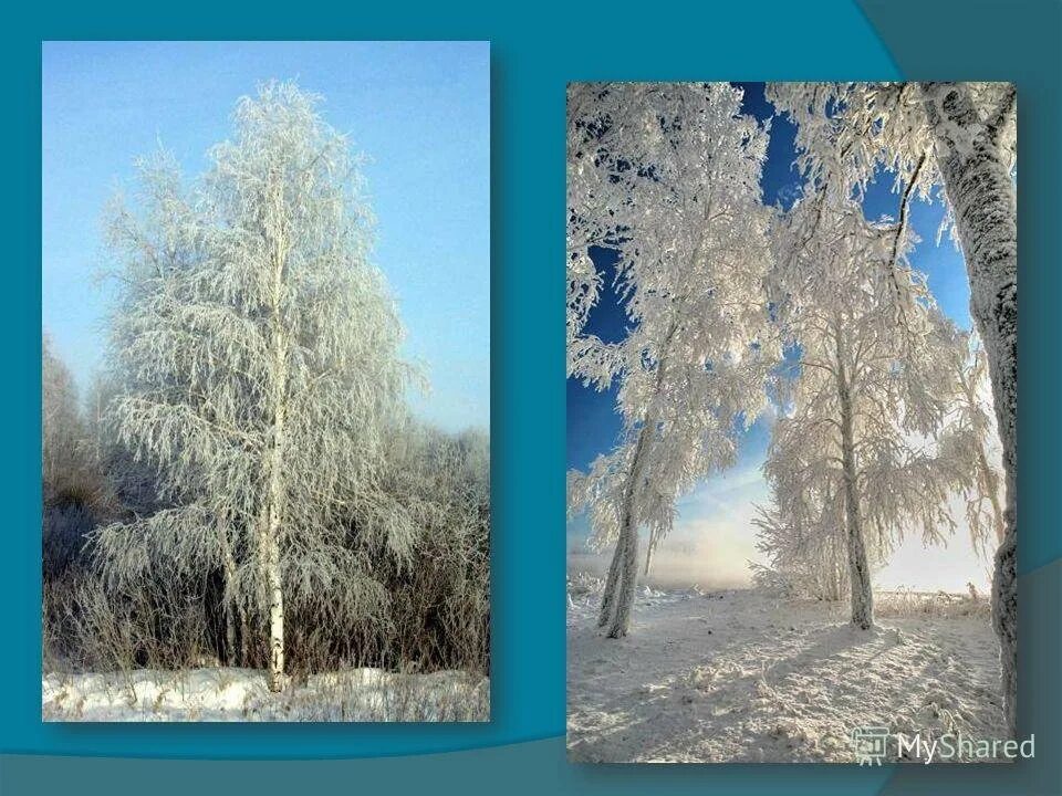 Учись у берез. Печальная береза фет. 3) а. фет «печальная берёза». печальная береза тютчев.