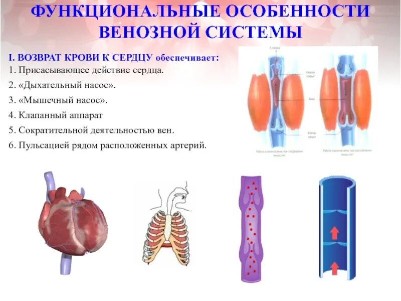 Вена кровеносная система. Укажите 3 системы вен. Укажите 3 системы вен. Верхняя межреберная вена. Кровеносная система.
