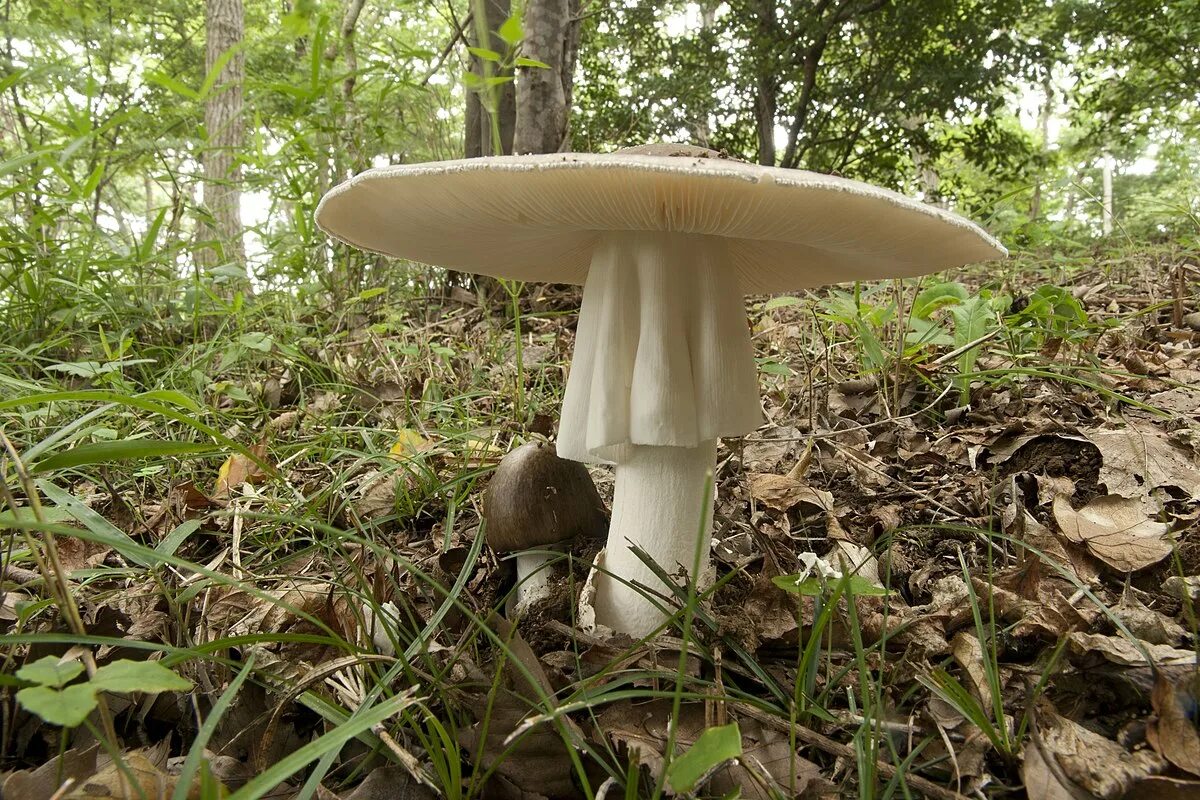 Amanita smithiana. Мухомор яйцевидный. аманита проксима. мухомор близкий amanita proxima. поганки в хвойном лесу.