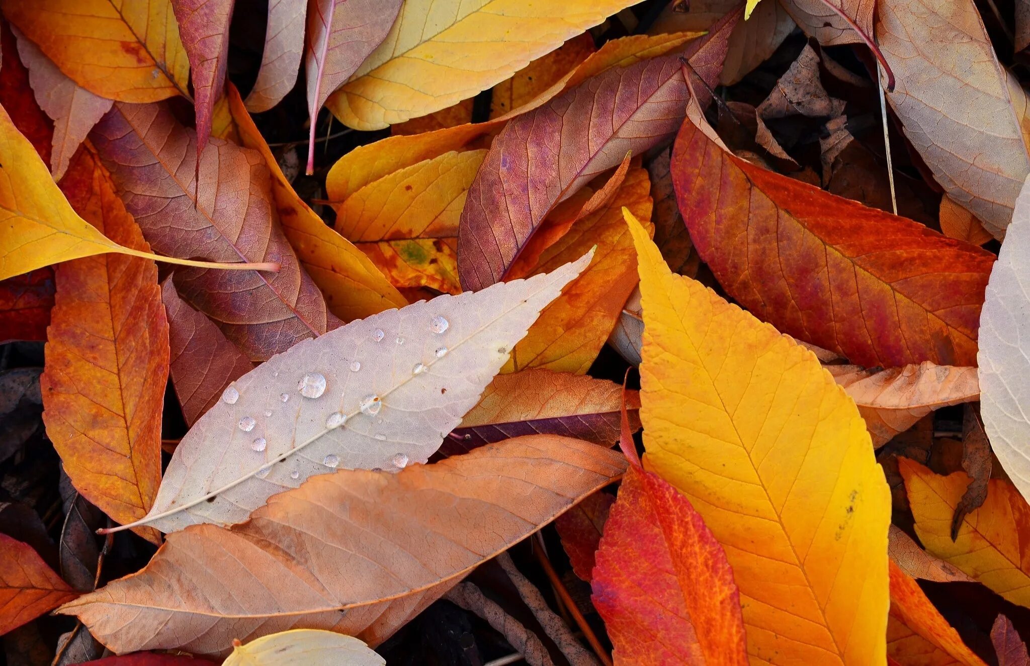 Natural leaves. Красивые листья. Осенние листья. Осень листва. Листья осенью.