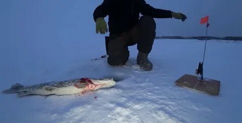 Клевая рыбалка видео якутия последнее