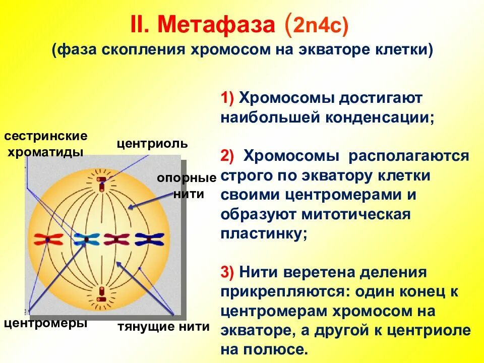 События при делении клетки. Метафаза 2. Метафаза 2n4c. Метафаза 2 митоза. Фазы деления мейоза метафаза.