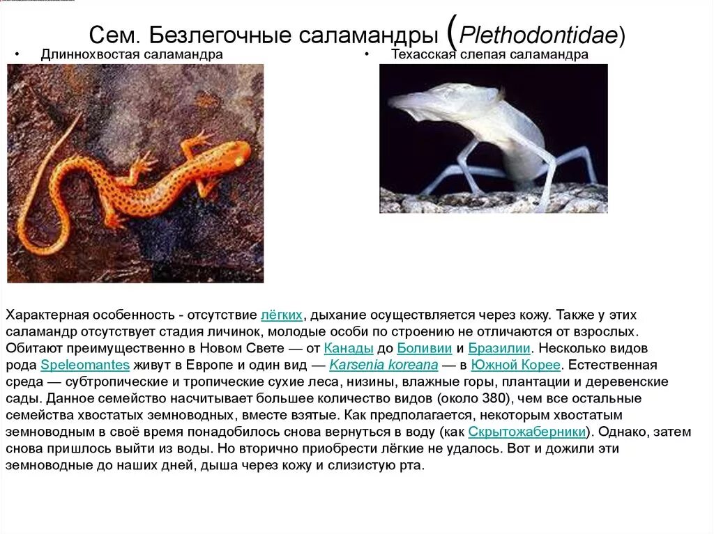 Покровы тела саламандры. Eurycea wilderae. Огненная саламандра тип окраски. Огненная саламандра хвостатые земноводные. Покровы тела саламандры.
