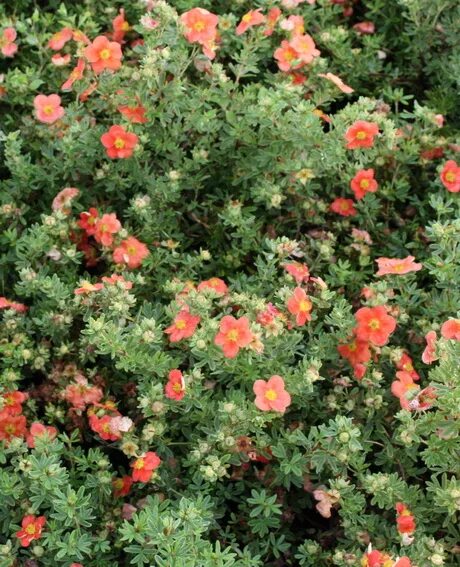 Лапчатка мэрион. Potentilla fruticosa marian red robin. лапчатка кустарниковая ред робин. лапчатка кустарниковая marian red robin. лапчатка кустарниковая &quot;мэрион ред робин&quot; (potentilla fruticosa &quot;marian red robin&quot;).