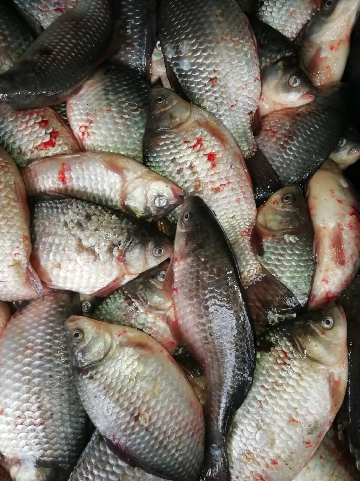 Карась живой. Цимлянский карась. Карась живой. Караси живые содержание в ванне. Карась живой.