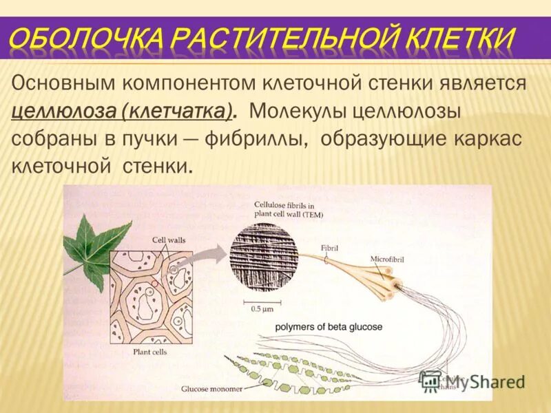 Оболочка клеток содержит целлюлозу