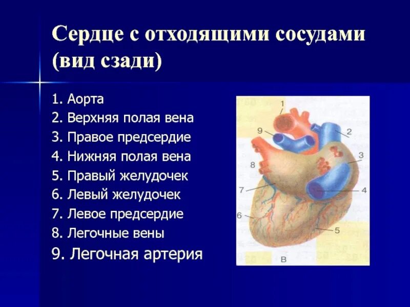 Аорта нижняя полая Вена верхняя полая. Сердце с исходящими сосвдами вид с зади. Строение сердца с отходящими сосудами. Какие сосуды в левом предсердии