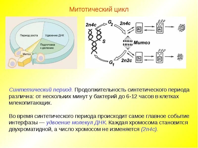 Каким образом в митотическом цикле происходит удвоение