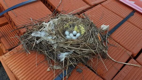 Гнездо рядом с домом. Гнезда птиц в городе. Птичка свила гнездо. Гнездо голубя в городе. Гнездо в городе.