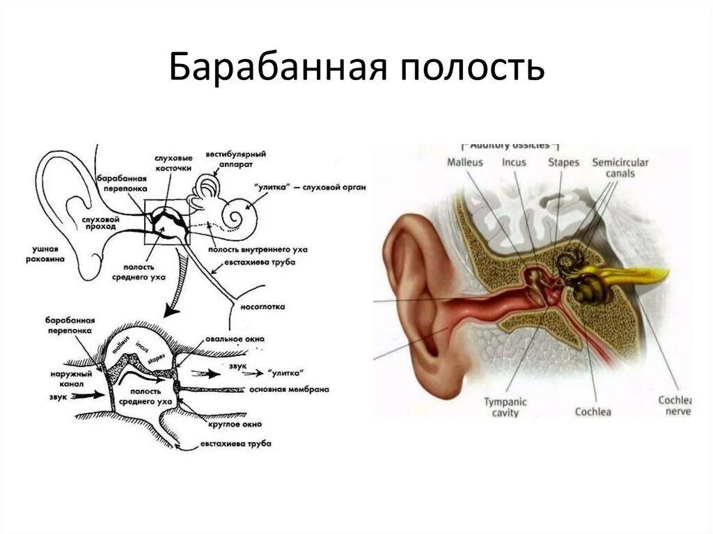 Строение среднего уха стенки. Строение уха барабанная полость. Барабанная полость среднего уха схема. Какие структуры расположены в полости среднего уха