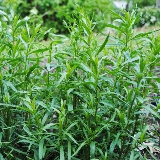 Tarragon Tarragon plant, Herb garden, Plants
