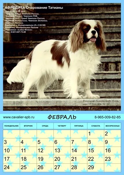 К продаже предлагаются щенки породы кавалер - Кавалер кинг чарльз спаниель в Сар