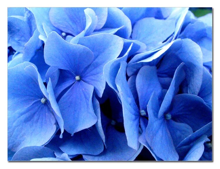 Выполнен в голубом цвете голубой. Голубые цветы. Цветы голубого цвета. Цветы синего цвета. Синие цветы названия.