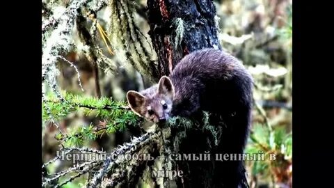 Красивые животные алтайского края