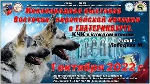 Выставка немецких овчарок иркутск 06.07 2024 зоопортал