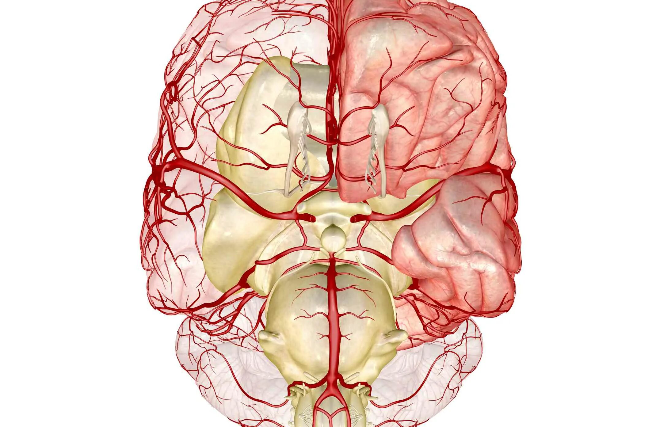 Задняя соединительная артерия мозга. Задняя мозговая артерия. Задняя соединительная артерия. Задняя соединительная артерия головного мозга. Сонная артерия анатомия сердца.