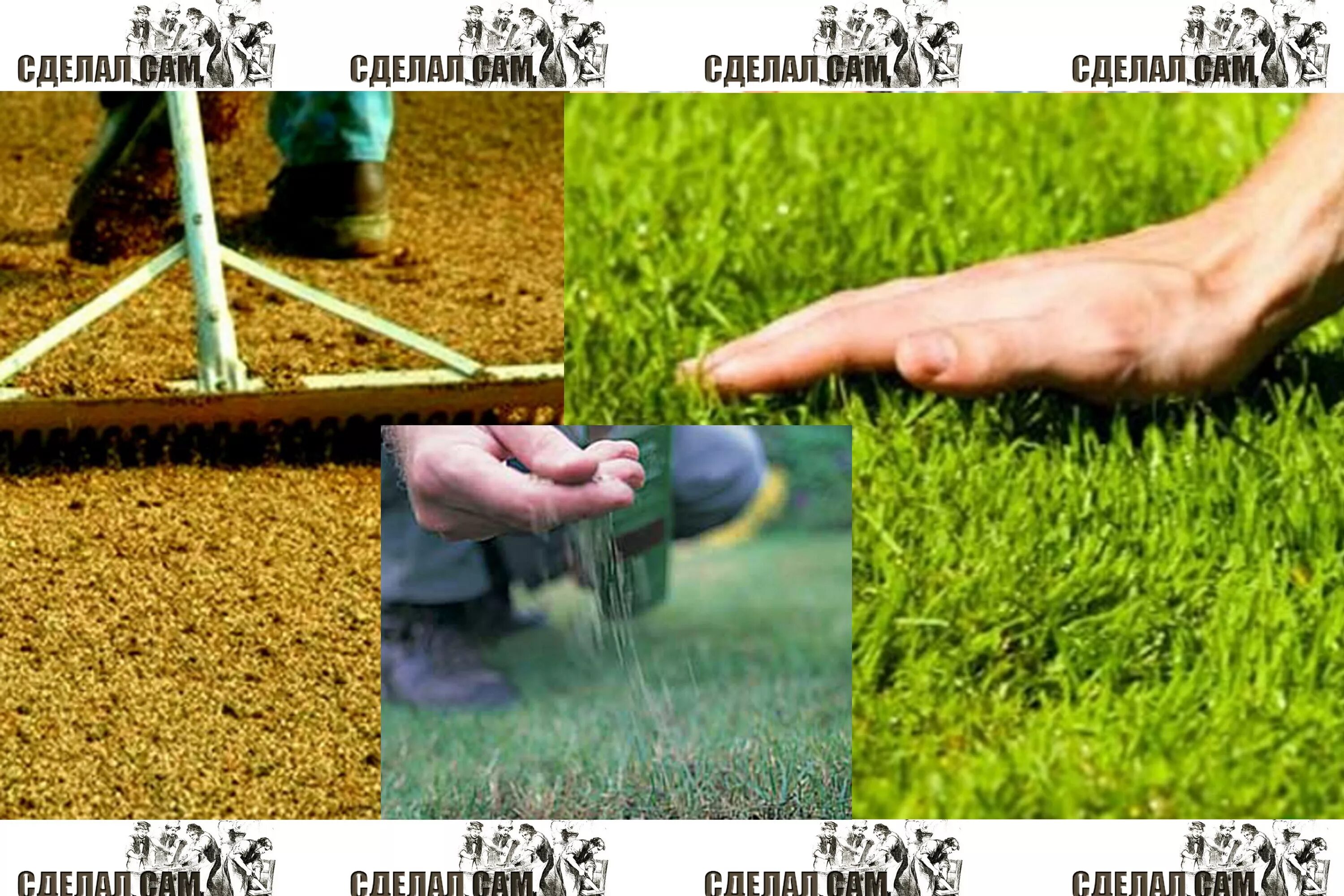 Как правильно посадить газонную траву своими руками. Посадка газона. Посев семян газона. Посев газонной травы. Сеяный газон.