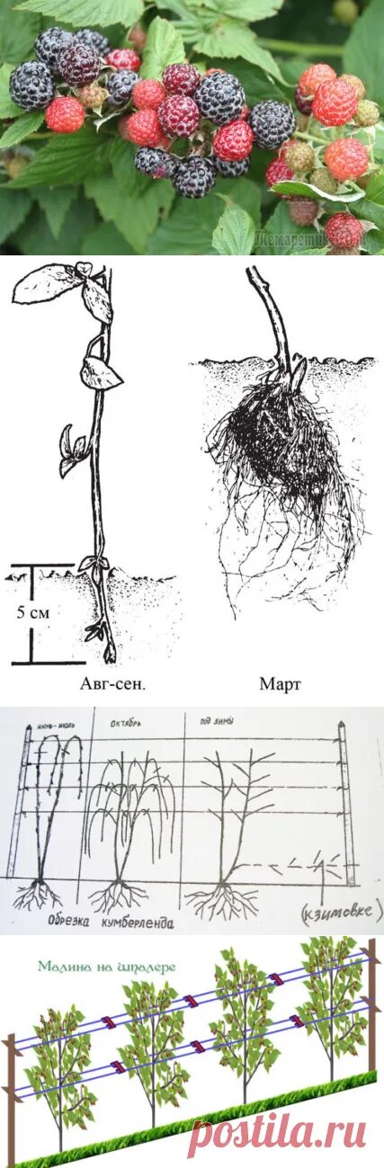 Малина Кумберленд. Подвязка малины Кумберленд. Подвязка черной малины Кумберленд. Кумберленд малина размножение.