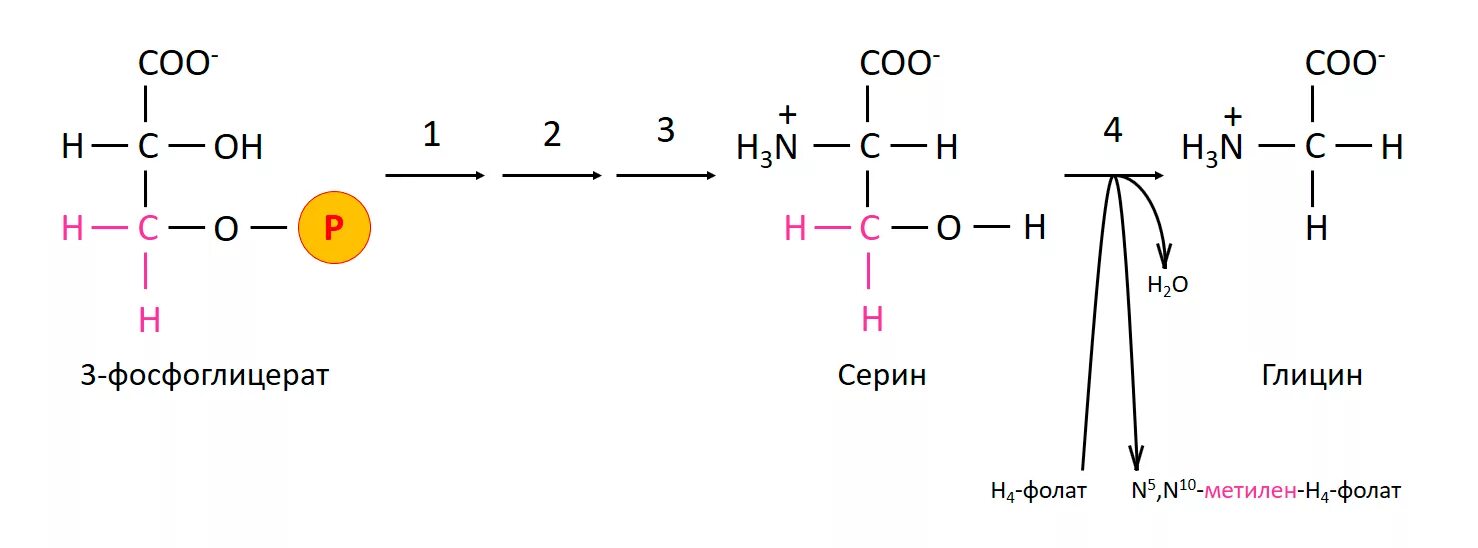 Напишите реакцию глицина. Синтез глицина в организме из Серина. Реакция образования Серина из глицина. Синтез Серина из 3-фосфоглицерата и глицина. Глицин из Серина реакция.
