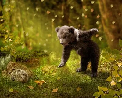 Медведь грибы в лесу