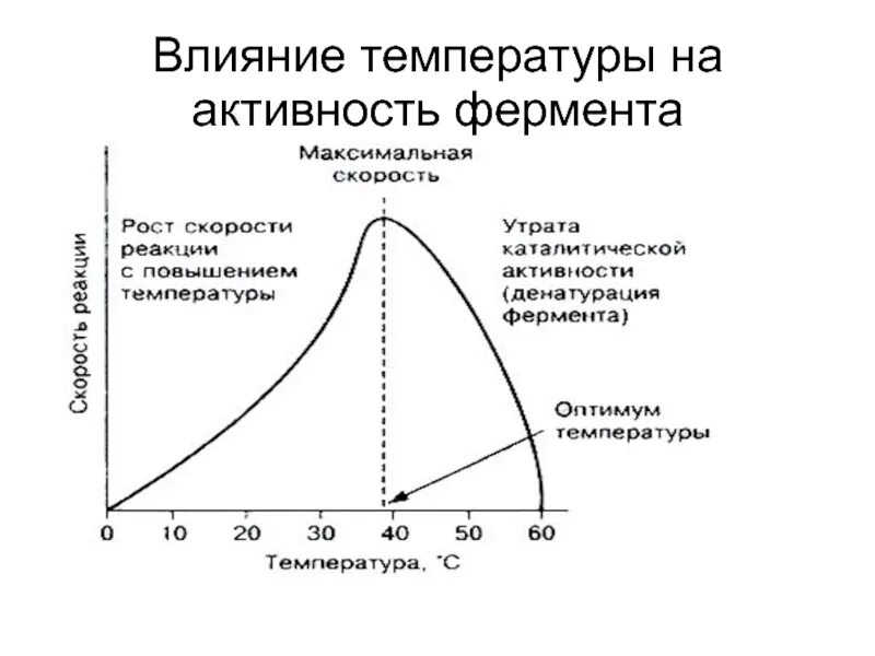 Графическая зависимость активности фермента от температуры. Как PH влияет на активность фермента. График зависимости активности ферментов от РН. Механизм влияния PH на активность ферментов. График зависимости фермента от температуры