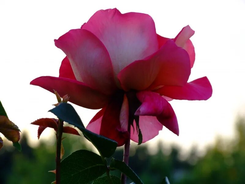 Белорусские розы. Утренняя Розочка белорусская фото вертикальное. Вечерняя белорусская Розочка фото вертикальное. Розы бел восточная