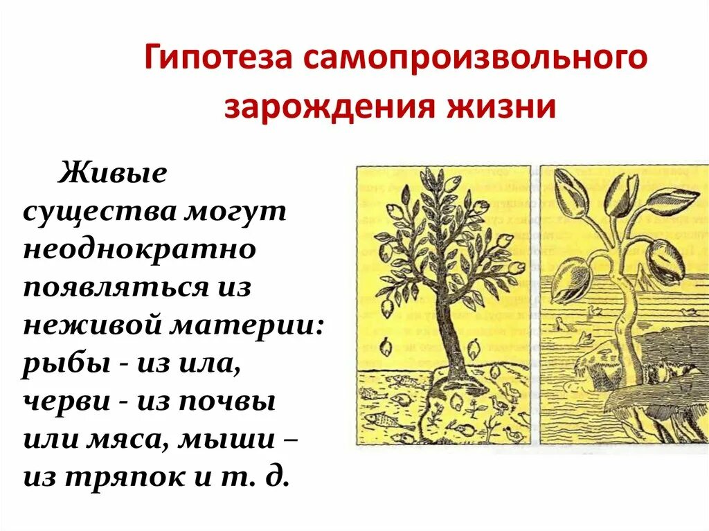 Гипотеза самопроизвольного (спонтанного) зарождения жизни. Самопроизвольное спонтанное Зарождение. Теория самопроизвольного (спонтанного) зарождения. Возникновение жизни гипотезы самопроизвольного зарождения жизни.